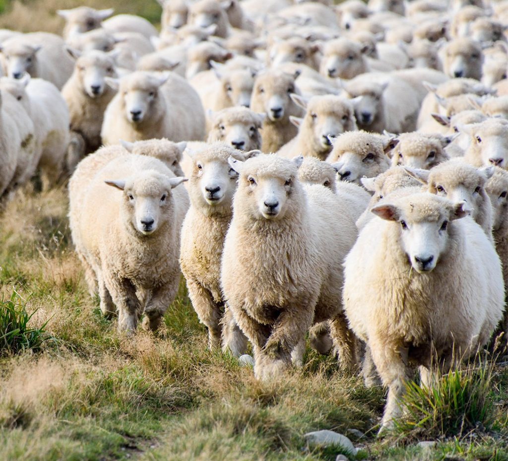 V&V Walsh – Western Australia's Leading Lamb & Beef Producer
